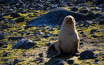 A blond fur seal near Palmer Station